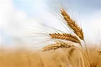 Food crisis on a global scale, according to Boston Consulting Group study